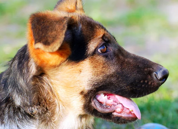 stock image German Shephard dog