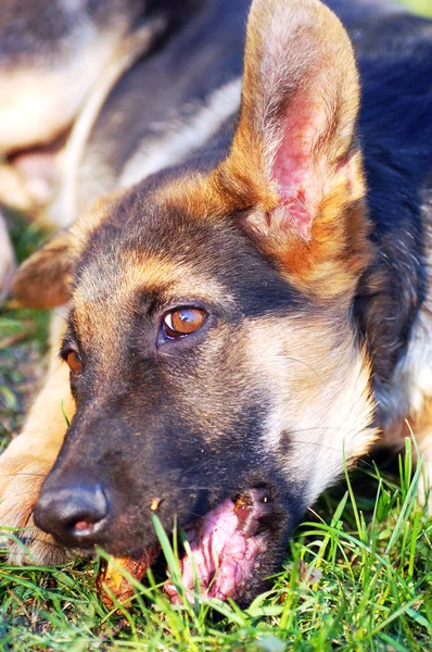 Alman Shepard köpek