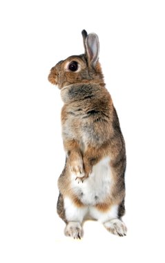 tavşan iki ayak üzerinde duruyor.