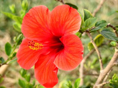 Hibiscus çiçek ve sürgün