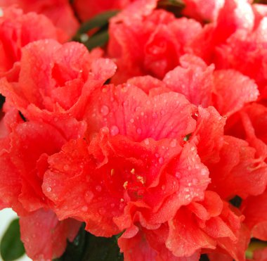 Azalea