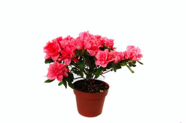 Blossoming azalea clipart