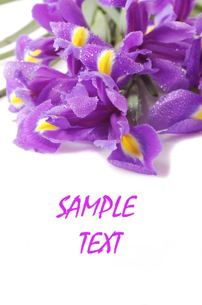 Vykort. vackra Iris med droppar — Stockfoto