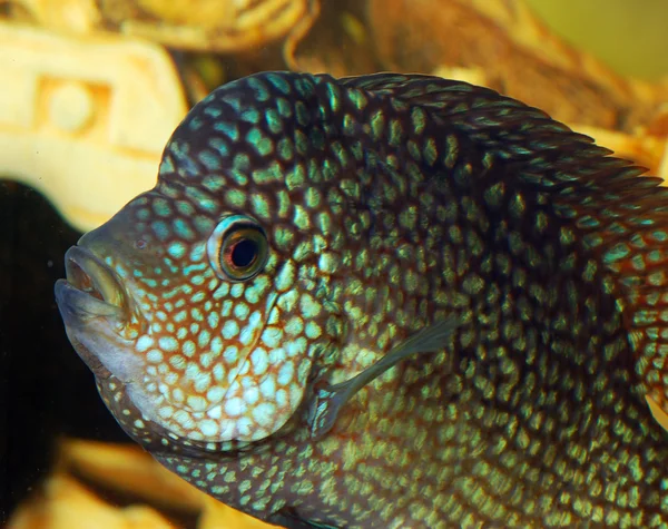 Рыба-аквариум. Макро — стоковое фото
