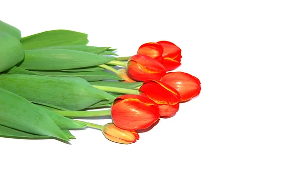 Tulpaner, detalj av gäng, isolerade — Stockfoto