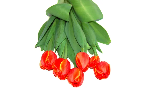 Tulpaner, detalj av gäng, isolerade — Stockfoto