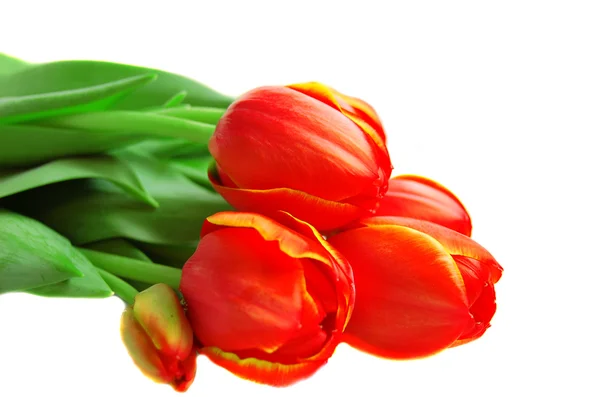 Tulips, detail of bunch, isolated — Stock Photo, Image