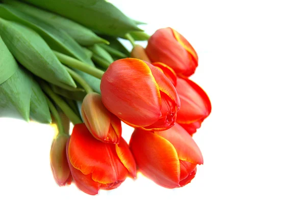 Tulipani, dettaglio di grappolo, isolati — Foto Stock