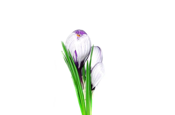 エキゾチックな青と白の花 — ストック写真
