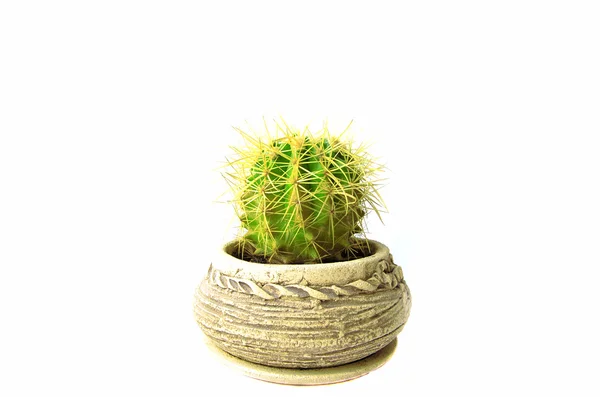 stock image Cactus in the pot