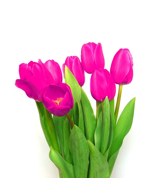 Tulipani, dettaglio di grappolo, isolati — Foto Stock