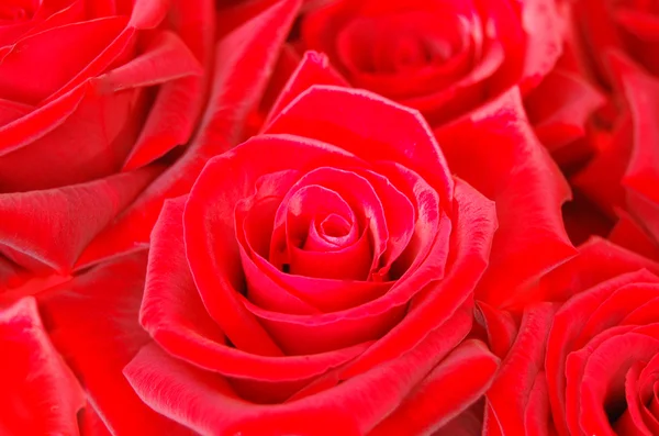 Rote Rose — Stockfoto