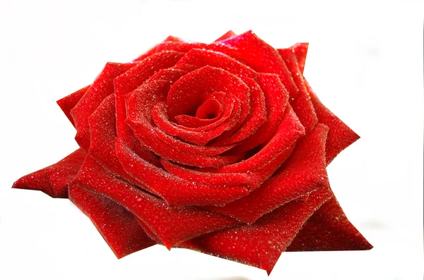 Piękna róża z kropli wody — Zdjęcie stockowe