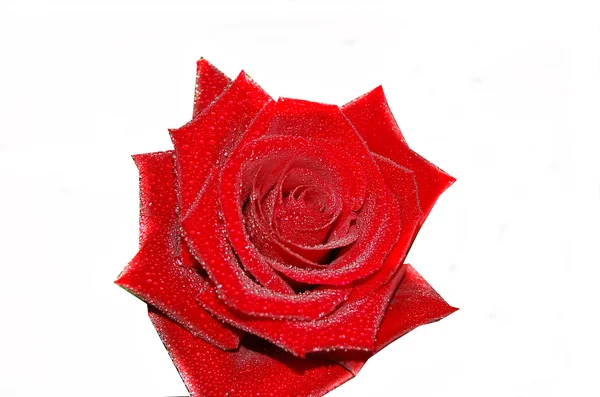 美丽的玫瑰与水滴 — 图库照片