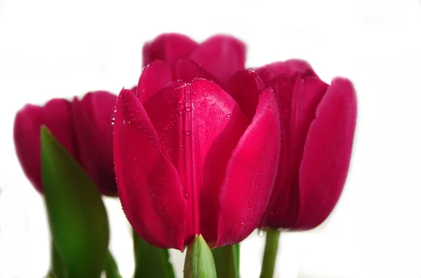 Tulipanes rojos con gotas de agua — Foto de Stock