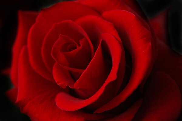 Red rose with heart symbol in center.