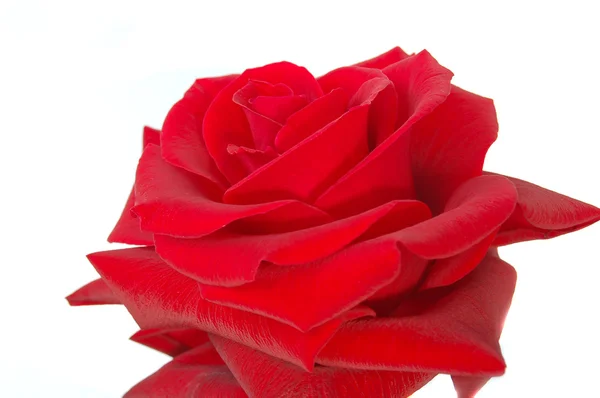 红玫瑰隔离 — 图库照片