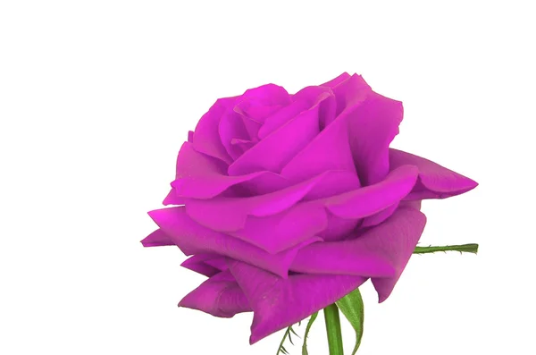 Krásné růžové izolátu — Stock fotografie