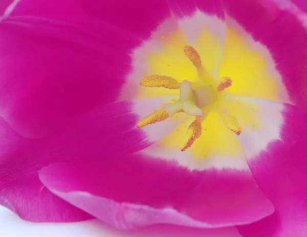 Stock image Tulips macro