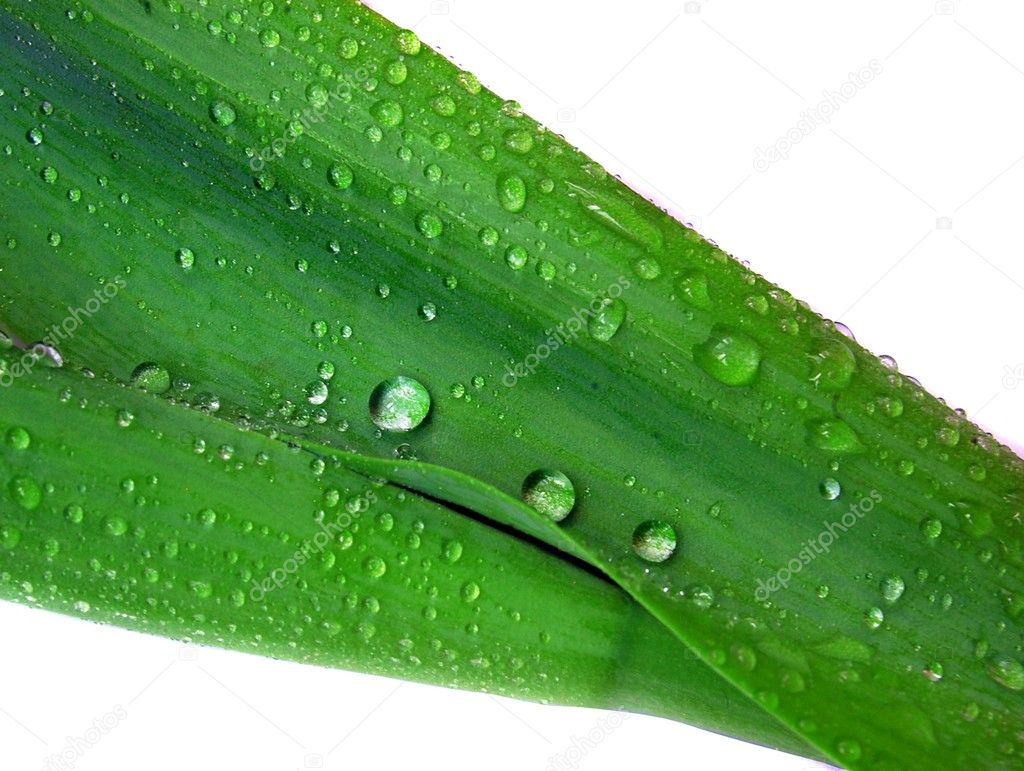Droplet on a green grass blade