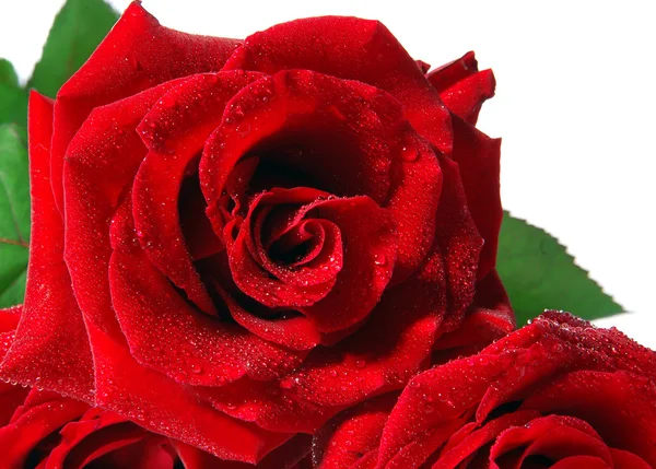 Красная роза с водяными пузырьками — стоковое фото