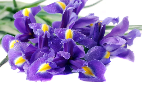 Vackra blå Iris — Stockfoto