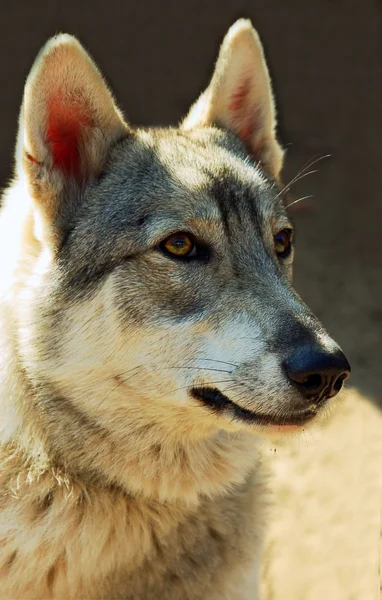 stock image Portrait of a gray wolf