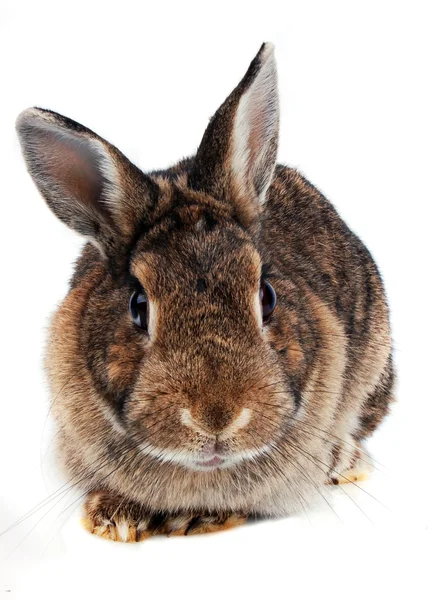 Piękny królik na białym tle — Zdjęcie stockowe
