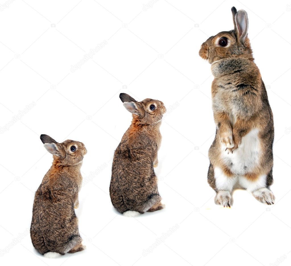 Rabbit stands on two legs