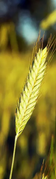 金小麦 — 图库照片