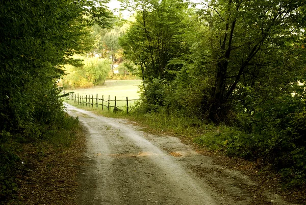 Road in the Woods — Stock Photo, Image