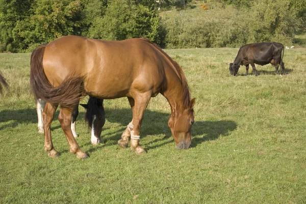 Un caballo y una vaca pastando — Foto de Stock