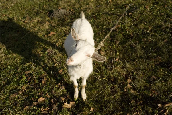 Pequena cabra branca — Fotografia de Stock