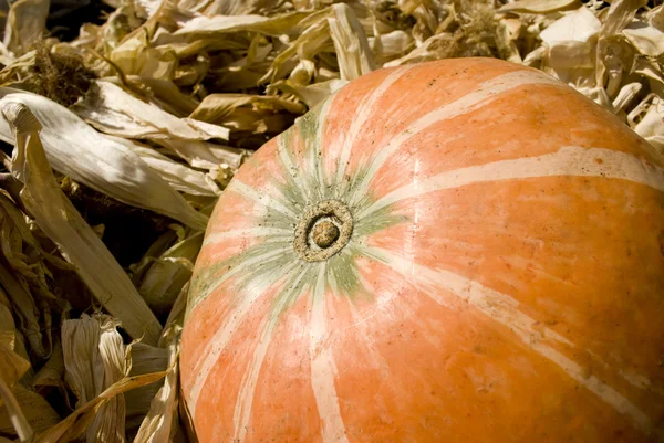 A Pumpkin — Stock Photo, Image
