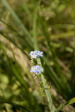 unutmabeni