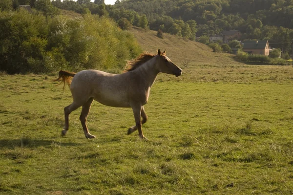 Un caballo corriendo — Foto de Stock