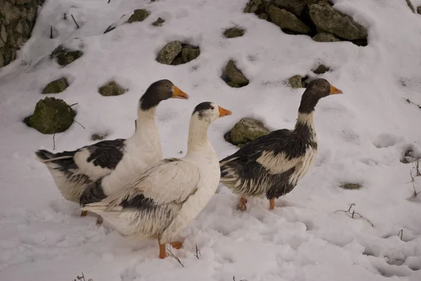 Tres Gees en la nieve —  Fotos de Stock