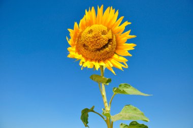 Sunflower with a smile clipart