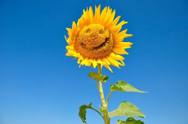 Słonecznik z uśmiechem — Zdjęcie stockowe