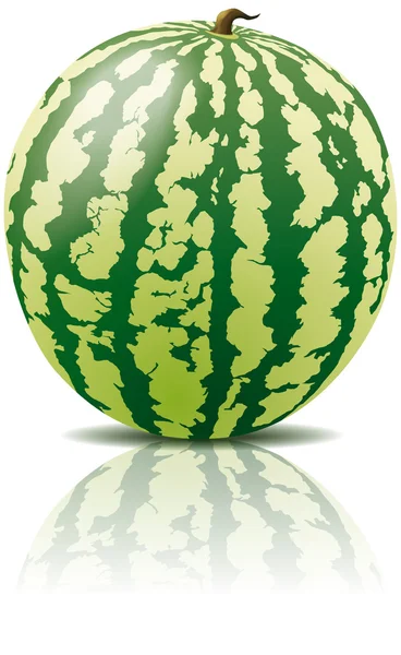Vektor Wassermelone Frucht — Stockvektor