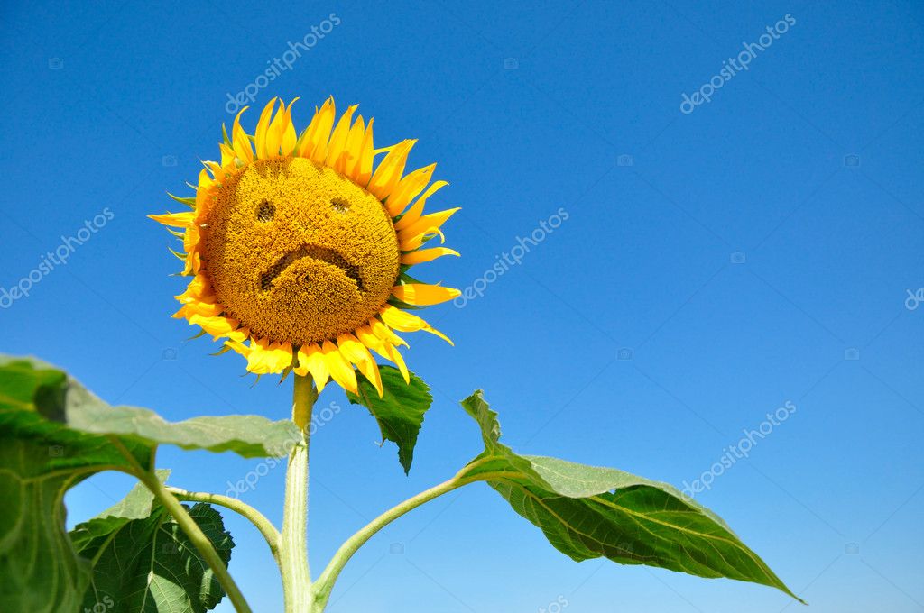 Girasol triste fotos de stock, imágenes de Girasol triste sin royalties |  Depositphotos