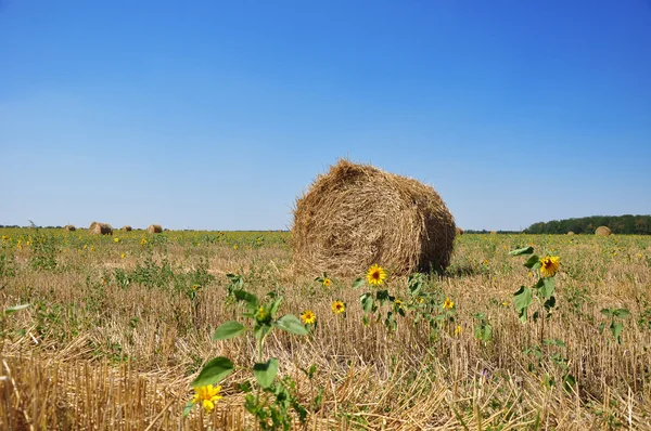 Field and Bales of Hay — Stock Photo, Image