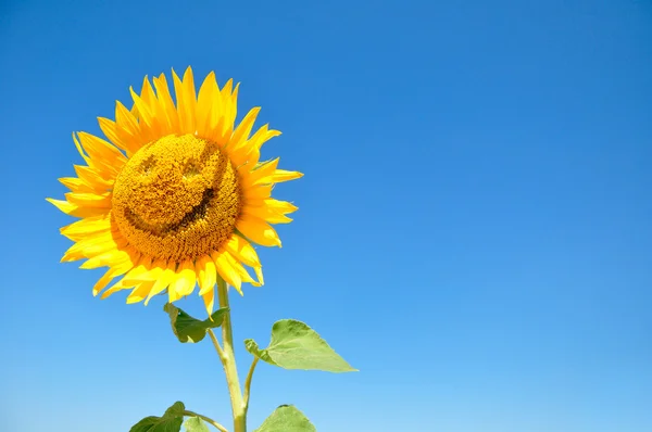 Sunflower with a smile — Stock Photo, Image