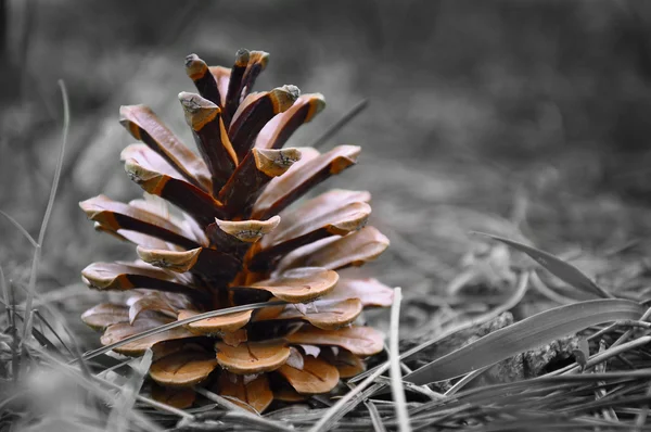 stock image Cone