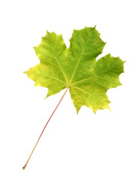 izole Kanada akçaağaç yaprağı