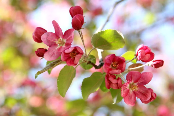 elma ağacı çiçek