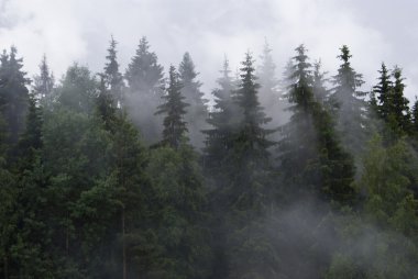 Karelia. Fog in a wood clipart