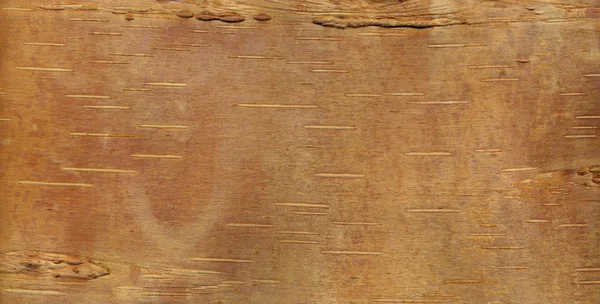 Bark of a birch — Stock Photo, Image