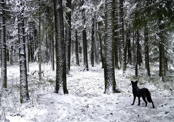 겨울 나무 — 스톡 사진