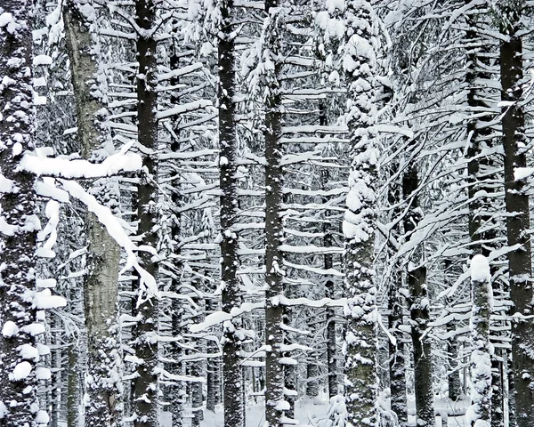 Madeira de inverno — Fotografia de Stock